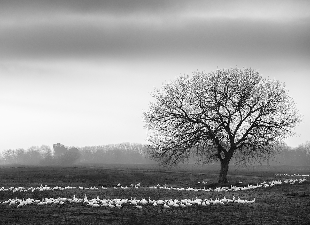 Winter Day, San Joaquin Valley Wetlands