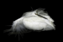 Snowy Egret by Wendy Denton