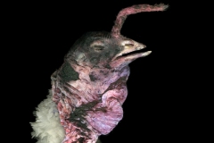White Turkey by Wendy Denton