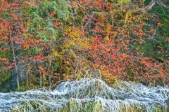 Early Morning Frost by Helen Gigliotti
