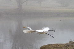 Leap of Faith, Woodward Park, 2020 by Joan K. Sharma