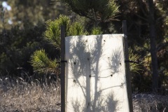 Sapling Asilomar by Joan K. Sharma