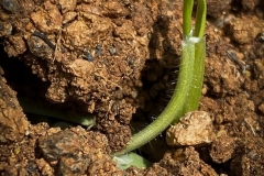New Life Pushing Through by Kathy Wosika