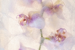 Encased in Ice #3, Orchid by Franka Gabler