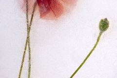 Encased in Ice #12, Poppies by Franka Gabler