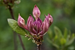 Almost Open by Helen Gigliotti