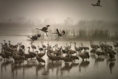 Sandhill Cranes in the Fog #2 by Patrick Rhames